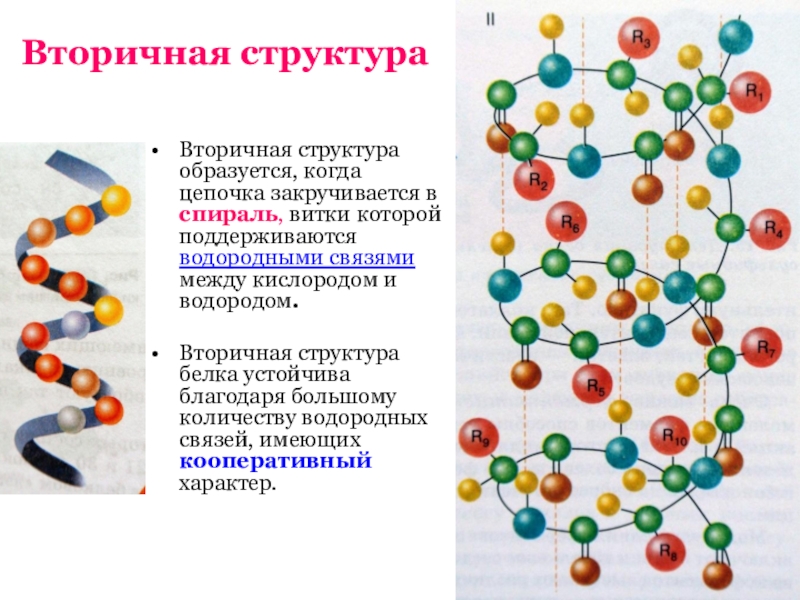 Вторичная структура белка поддерживается связями