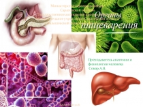 Презентация по дисциплине Анатомия и физиология человека на тему: Органы пищеварения
