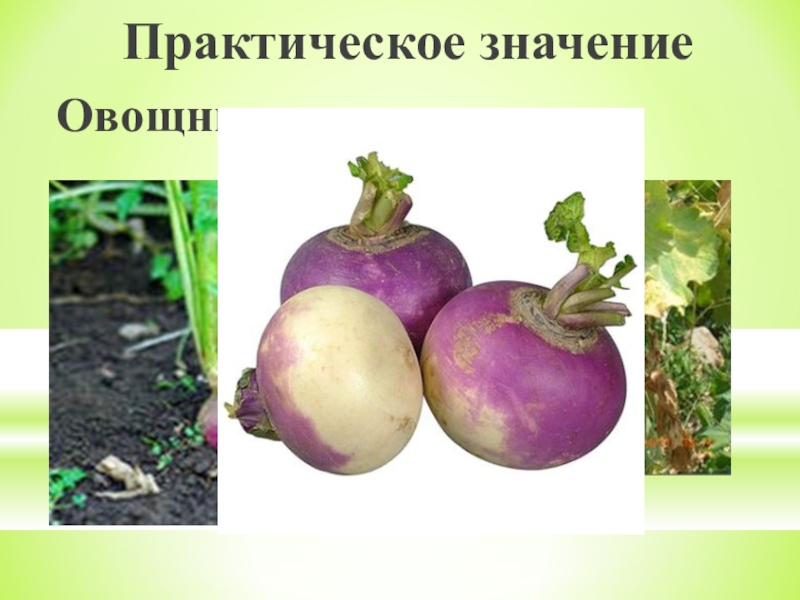 редька репа редис представители семейства. культурные растения семейства крестоцветных. описание редис семейство крестоцветные. турнепс семейство крестоцветные. репа,брюква,редька,турнепс.