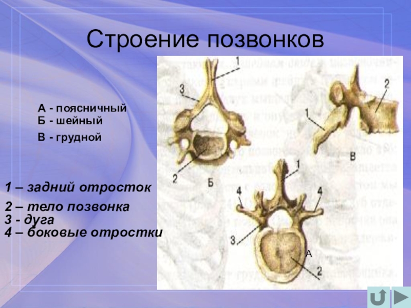 Строение позвонка. Строение позвонка человека. Строение типичных позвонков. Шейный грудной и поясничный позвонки.