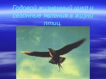Презентация по биологии Годовой жизненный цикл и сезонные явления в жизни птиц