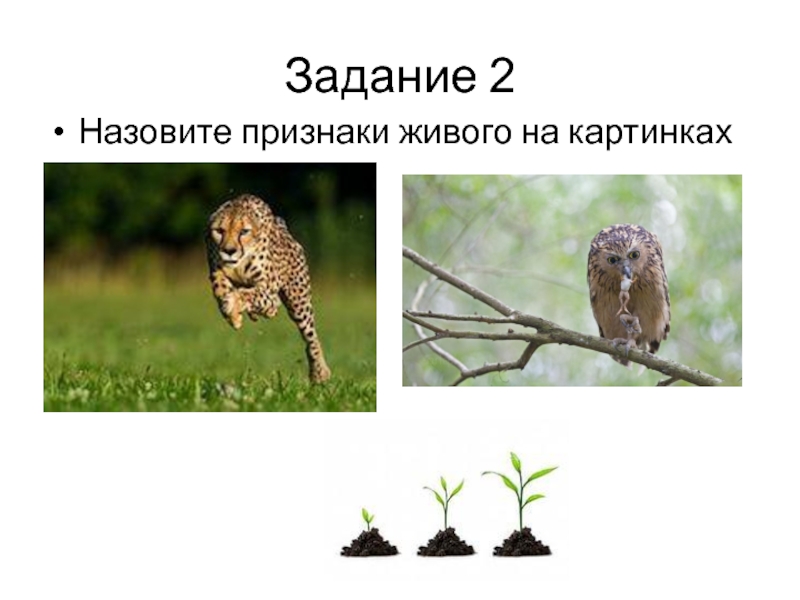 Назовите живого организма. Что такое живой организм 5 класс биология. Что называют живым. Что называют живым биология 5 класс. Признаки живого картинка с луком.