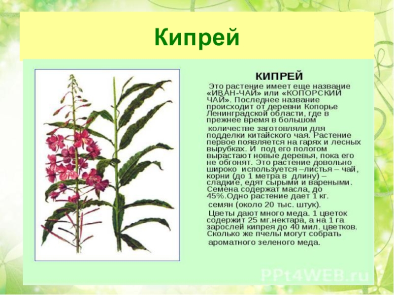 Лекарственные растения татарстана с картинками и названиями презентация