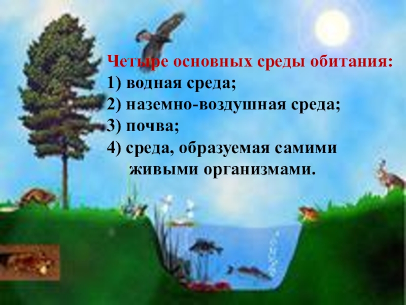 Биосфера средообразующая деятельность организмов презентация 9 класс