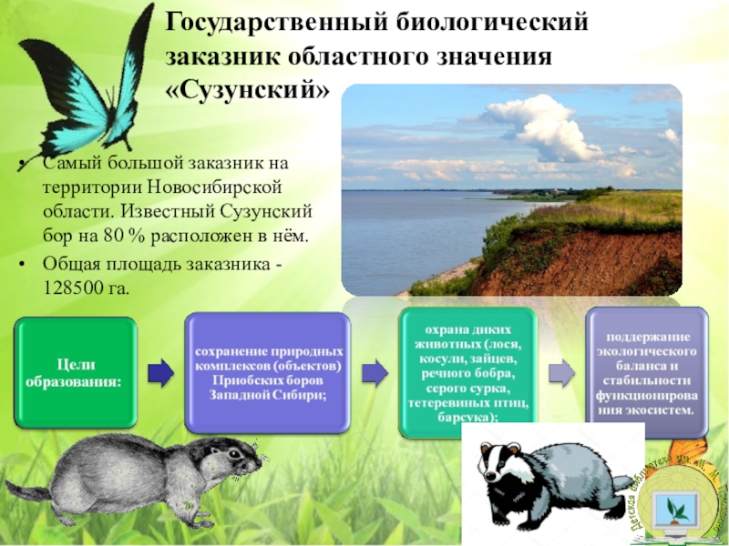 Презентация растительный и животный мир новосибирской области