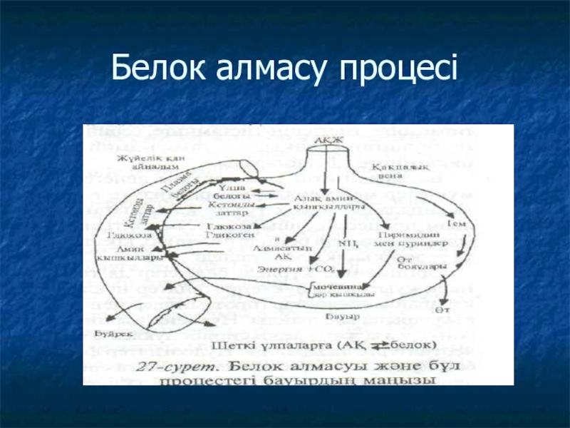 Белоктардың алмасуы презентация