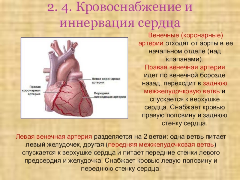 Сердечная деятельность кровообращение