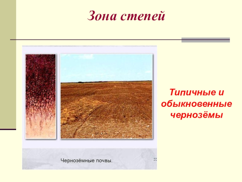 Какой тип почвы в степной зоне. Черноземы почвы природная зона. Почвы степи в России. Черноземные почвы Степной и лесостепной зоны России. Природноя зона почва чернозём.
