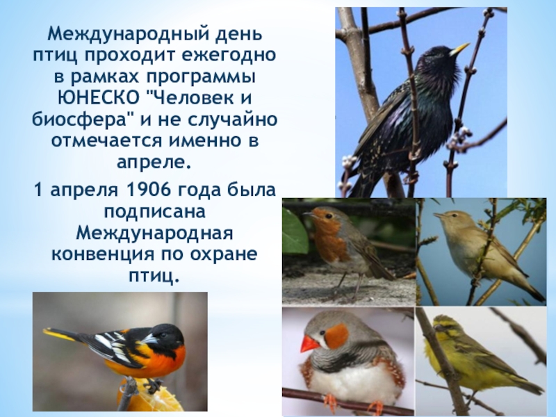 Проект день птицы. День птиц. Всемирный день птиц. 1 Апреля Международный день птиц. Международный день птиц дети.