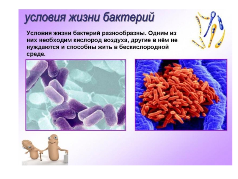 Проект по биологии 6 класс на тему бактерии древнейшая форма организмов