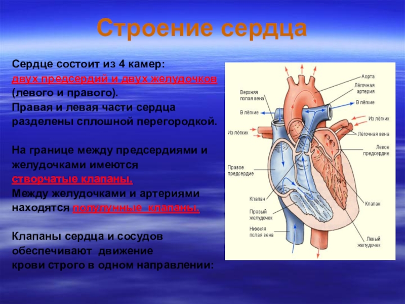 Правое предсердие отделено от правого желудочка. Строение сердца структуры и функции. Строение сердца камеры клапаны оболочки. Строение сердца желудочки предсердия. Строение левой половины сердца.
