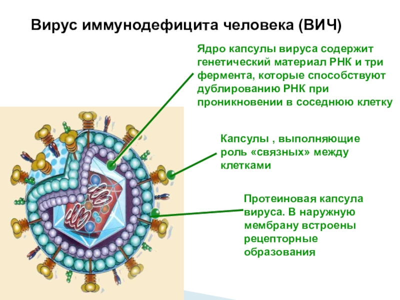 Вич содержит. Вирус иммунодефицита человека РНК содержащий. Ядро вируса. У вирусов есть ядро. Вирусы содержат ядро.