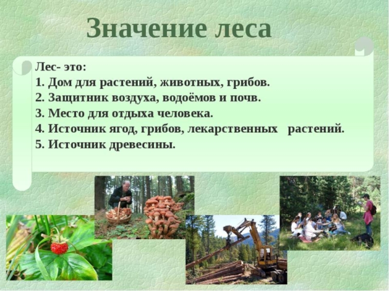 Презентация жизнь леса 4 класс окружающий мир презентация школа россии