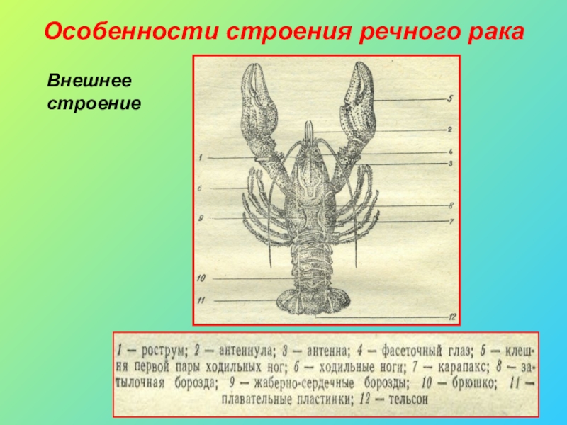 Особенности строения рака. Внешнее строение речного. Особенности внешнего строения речного Ракк. Описать внешнее строение речного. Характеристика строения раковых.