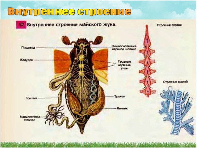 Кровеносная система насекомых рисунок