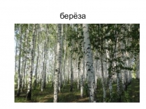 Гевея и береза - чем они похожи?