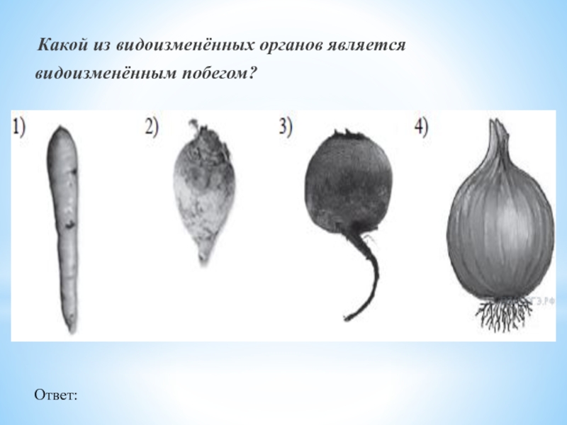 Видоизмененным побегом является. Какой из видоизменённых органов является видоизменённым побегом. Какой из видоизмененных органов является видоизмененным побегом. Видоизмененный орган является видоизмененным побегом. Свекла видоизмененный побег.