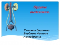Презентация по биологии на тему Органы выделения