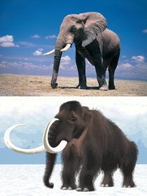 Презентация по изобразительному искусству на тему Мамонт (2 класс) УМК Гармония