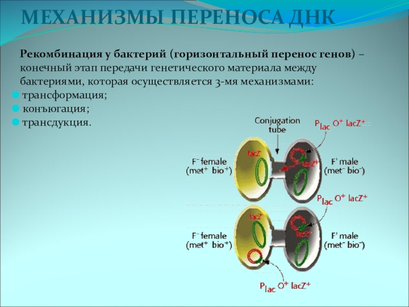 Горизонтальный перенос генов презентация