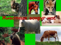 Презентация к уроку Животные вокруг нас