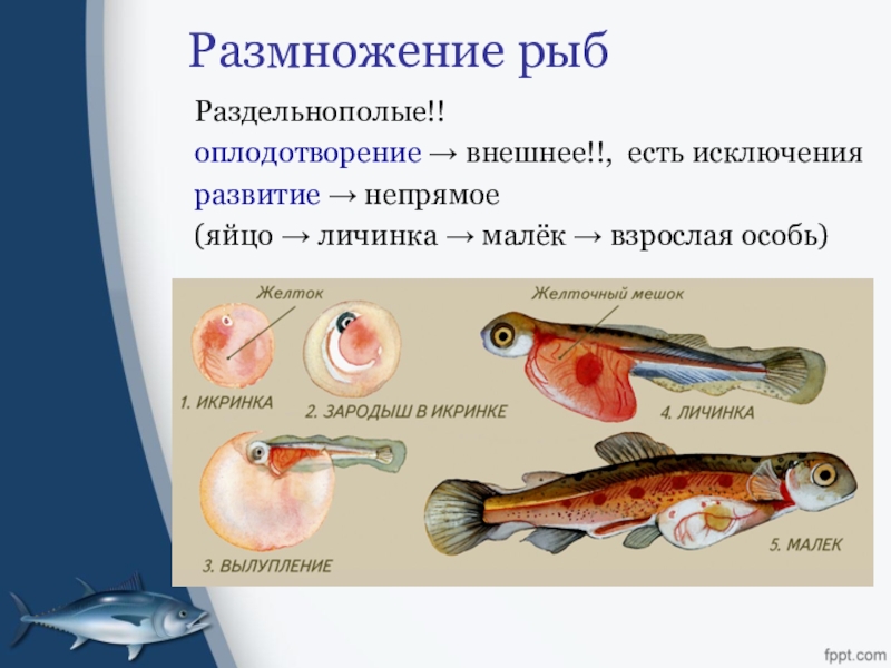 Какой тип развития у рыб