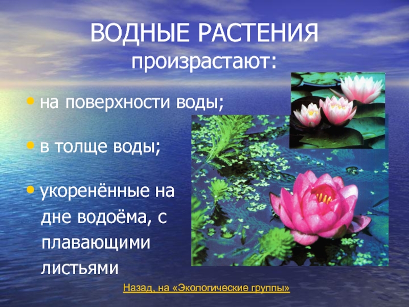 Группы растений водоемов. Экологические группы растений гидрофиты. Приспособления гидрофитов к воде. Водные растения приспособление к воде. Водные растения презентация.