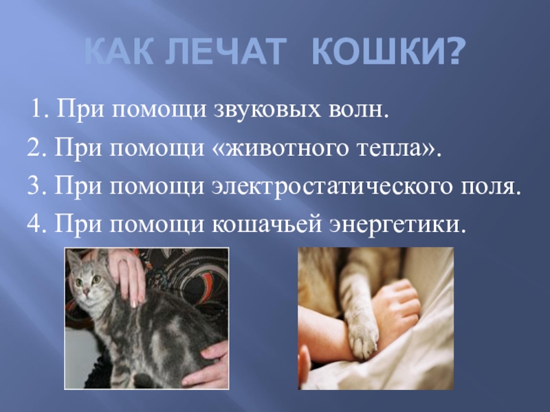 Кошки лечат. Кошкотерапия пушистое лекарство. Как лечат кошки. Кошка лечит человека.