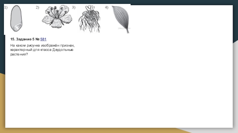Признаки какого класса изображены на рисунке. Задачи по ботанике 5 класс. Для растения изображённого на рисунке характерно. Какие признаки характерны для растения, изображённого на рисунке?. Вопросы ОГЭ ботаника рисунки.