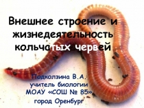 Презентация по биологии на тему Тип Кольчатые черви
