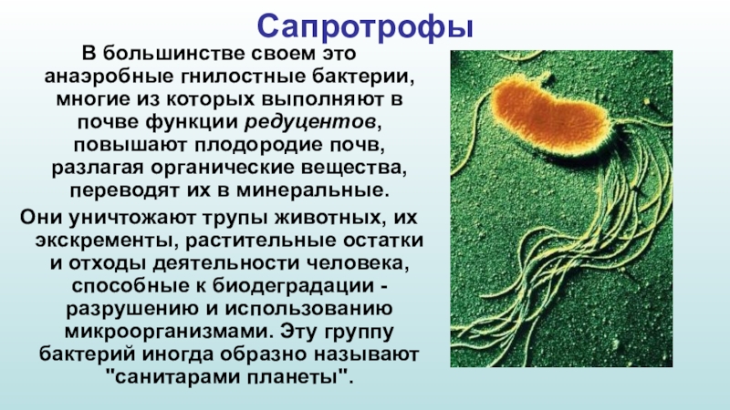 Анаэробные гетеротрофные прокариоты. Почвенные бактерии Сапро. Бактерии сапротрофы. Бактерии сапротрофы примеры. Бактерии сапротрофы и паразиты.