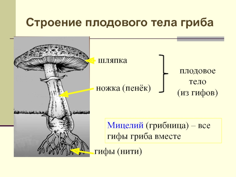 Презентация грибы 5 класс