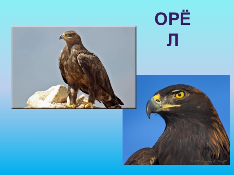 В орлов большие уши 1 класс презентация школа 21 века