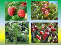 Презентация к уроку по окружающему миру 2 класс по теме Растения сада УМК ПНШ