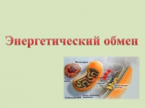 Презентация по биологии на тему Энергетический обмен (10 класс)