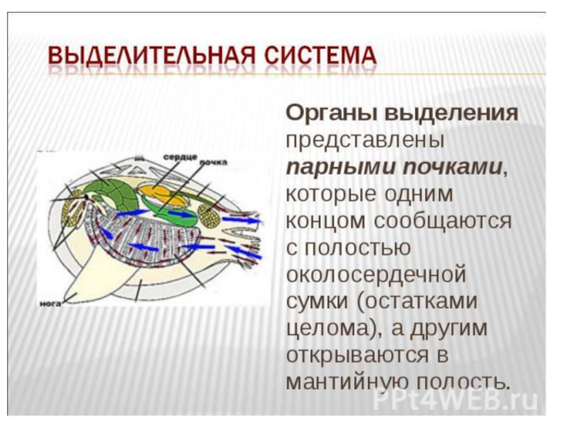 Выделение моллюсков. Выделительная система двустворчатых моллюсков схема. Двустворчатые строение выделительная системы. Класс двустворчатые выделительная система. Выделительная система двустворчатых моллюсков 7 класс.