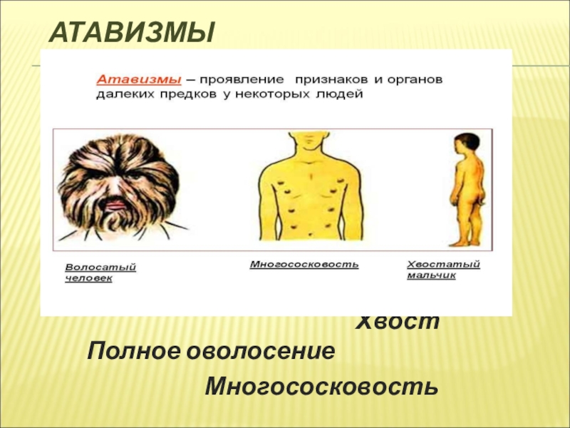 Атавизмам относят. Проявления атавизма у человека.