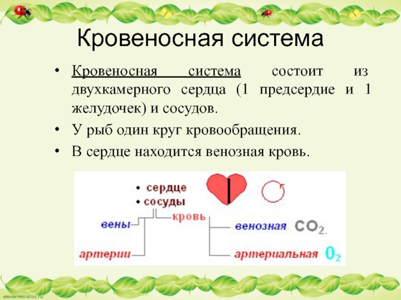 Кровеносная системаКровеносная система состоит из двухкамерного сердца (1 предсердие и 1 желудочек) и сосудов. У рыб один