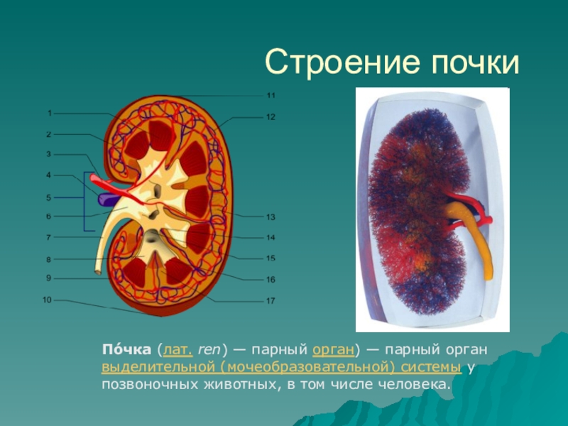 Анатомия и физиология выделительной системы презентация