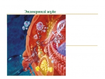 Анатомия пәні бойынша Эндокриндік жүйе тақырыбына презентация.