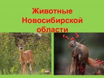 Урок знаний, презентация и видеоролик на тему:Сохраним животных Новосибирской области