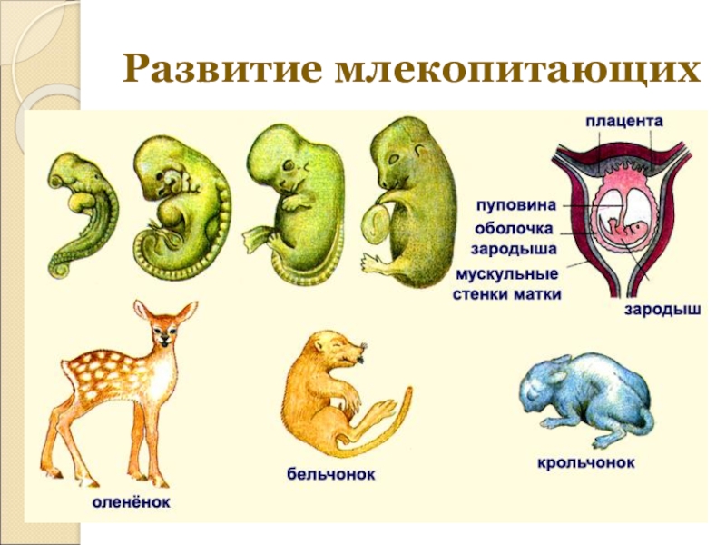 Презентация по теме эволюция млекопитающих