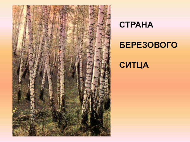 Кадышева березовый ситец. Страна берёзового ситца Есенин. Березовый ситец. Страна берёзового ситца Есенин стих. Картинки Страна берёзового ситца.