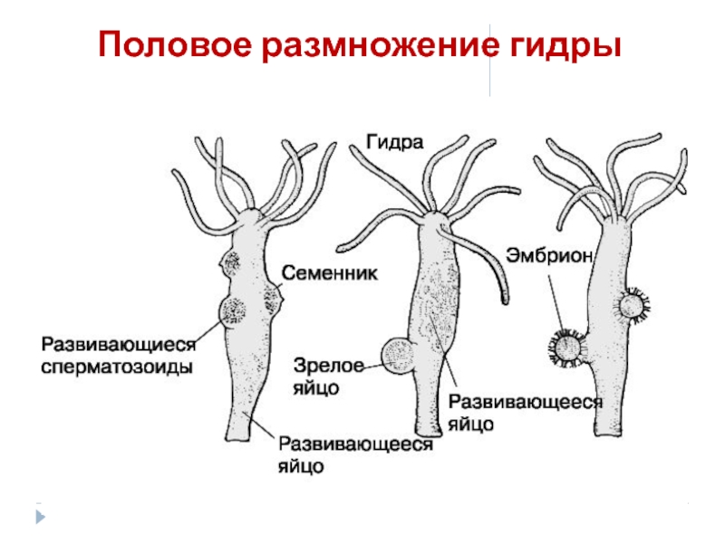 Рисунок на тему кишечнополостные