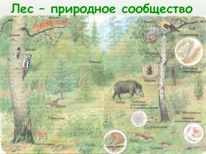 Природное сообщество лес 5 класс биология. Природные сообщества. Природное сообщество лес. Природное сообщество KTC. Природное сообщество лес схема.