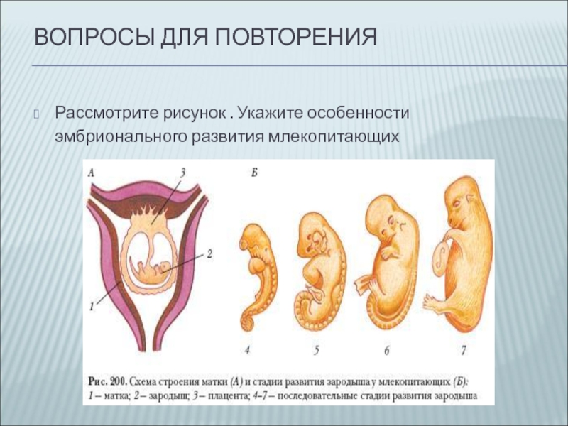 Рассмотрите рисунок укажите особенности развития зародыша млекопитающих