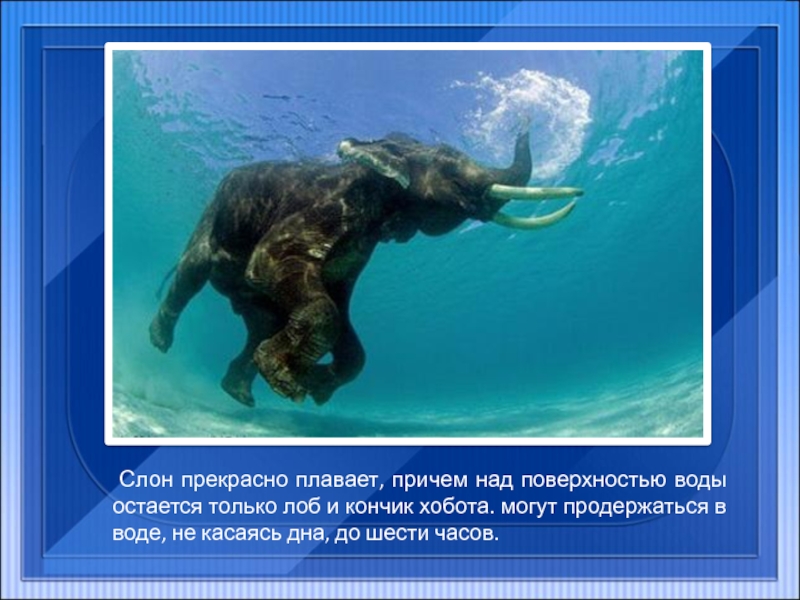 Слон прекрасно плавает, причем над поверхностью воды остается только лоб и кончик хобота. могут