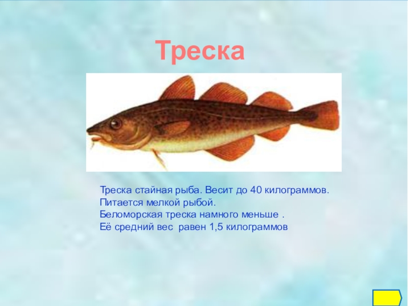 Рыба предложение. Треска описание. Треска для 1 класса. Треска описание рыбы. Описание трески.