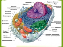 Презентация урока по биологии на тему Особенности строения клеток грибов, животныхи растений 10 класс