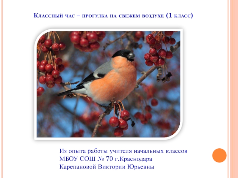 Презентация Презентация к классному часу на тему: Зимующие птицы (1 класс)